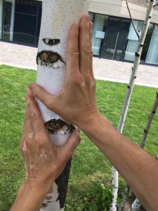 Hände an einer Birke